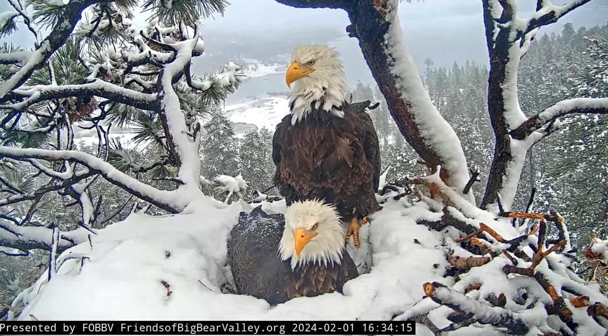 The eagle pair has been together since 2018. (Courtesy of Big Bear Valley and Big Bear Eagle Nest Cam)