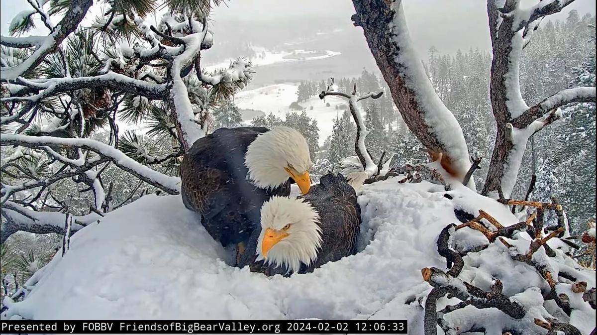 (Courtesy of Big Bear Valley and Big Bear Eagle Nest Cam)