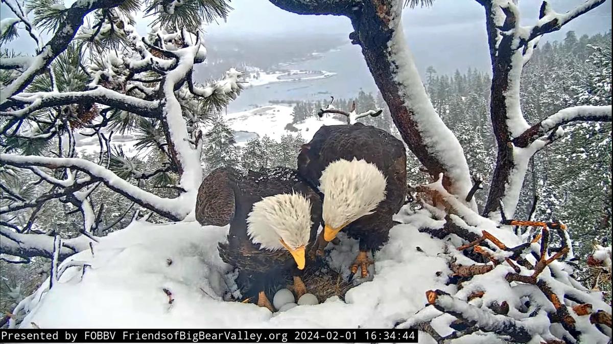 (Courtesy of Big Bear Valley and Big Bear Eagle Nest Cam)