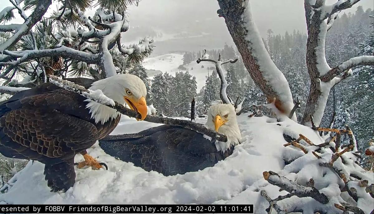 (Courtesy of Big Bear Valley and Big Bear Eagle Nest Cam)