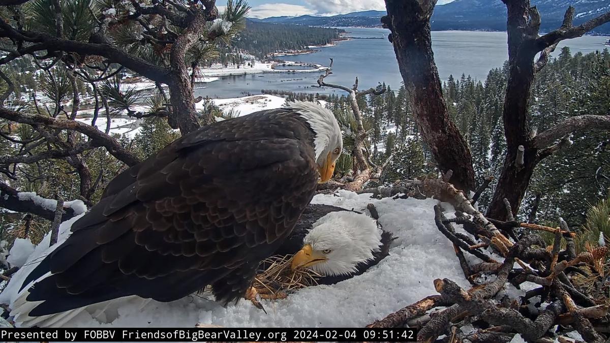 (Courtesy of Big Bear Valley and Big Bear Eagle Nest Cam)