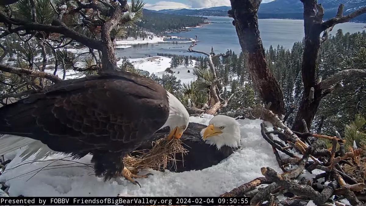 (Courtesy of Big Bear Valley and Big Bear Eagle Nest Cam)