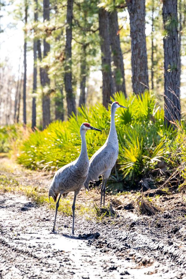 Sandhill cranes look for insects to eat in a muddy section of trail at Hontoon Island State Park in Volusia County on Jan. 31. (Patrick Connolly/Orlando Sentinel/TNS)