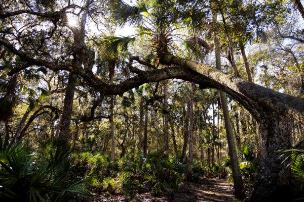 The hiking trail at Hontoon Island State Park in Volusia County passes through a palm and oak hammock. (Patrick Connolly/Orlando Sentinel/TNS)