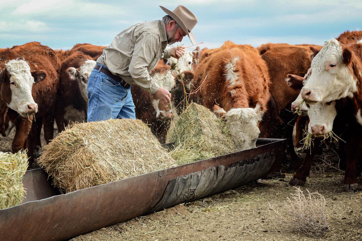 Rancher: Record High Beef Prices May Be ‘New Norm’ 2 Rancher Nathan Carver drops off bales of hay to feed his herd of cattle at the ranch his family has owned for five generations on the outskirts of Delano, Calif., on Feb. 3, 2014. (Frederic J. Brown/AFP via Getty Images)