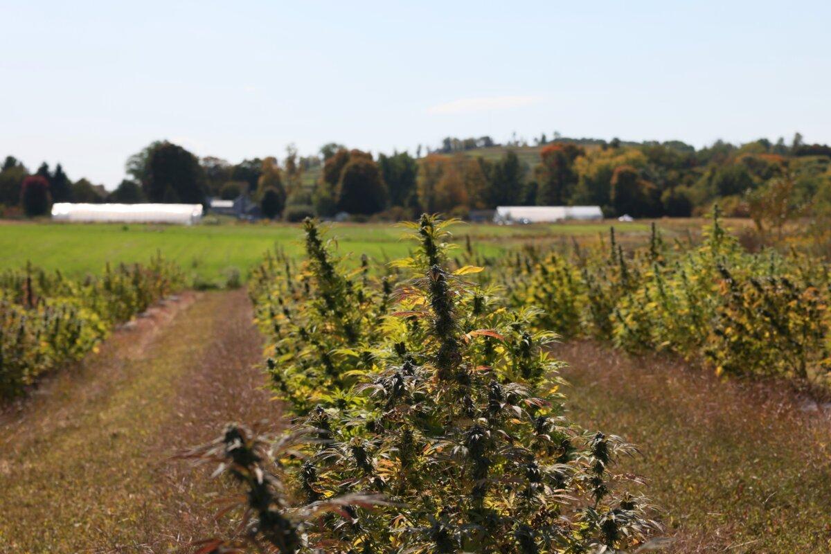 Cannabis plants grow at a Claudine Field Apothecary farm in Columbia County, New York on Oct. 7, 2022. (Michael M. Santiago/Getty Images)