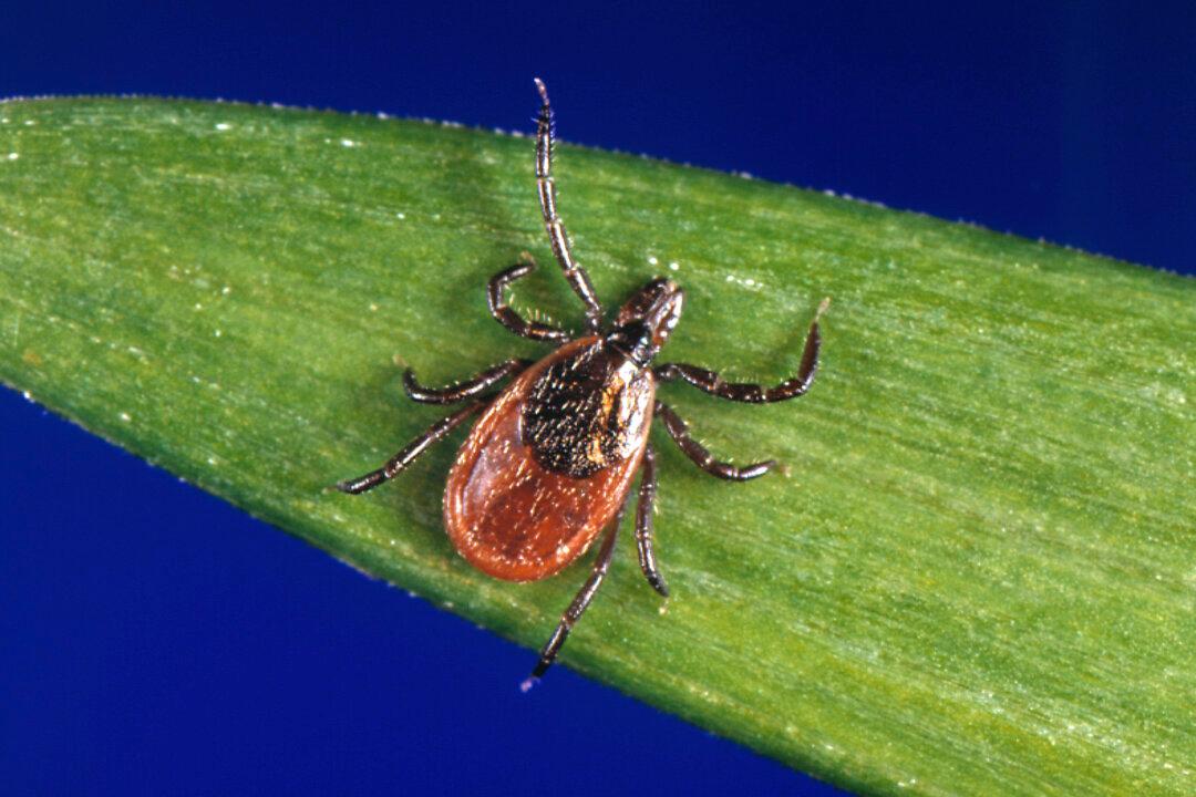 Lyme Disease Case Counts in the US Rose by Almost 70 Percent in 2022 Due to a Change in How It’s Reported