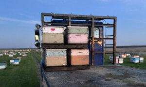 Thieves Steal Bee Hives in California’s Central Valley