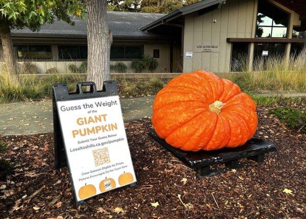 The home of champion giant pumpkin grower, Vince Zunino, in Los Altos Hills, California. (Courtesy of Vince Zunino)