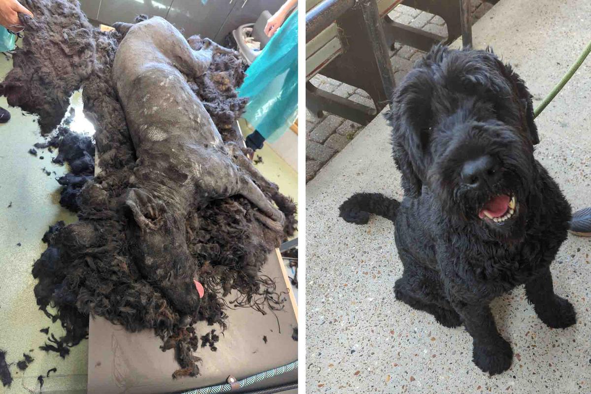 Barney is seen during and after having his fur shaved off. (SWNS)