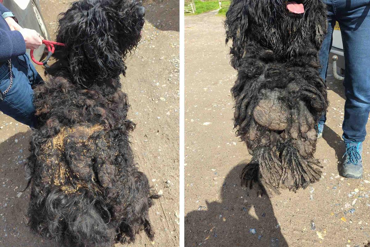 Barney, a Russian terrier, was found covered in tangled, matted fur. (SWNS)