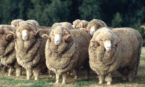 Live Sheep Export Ban Inquiry ‘Rushed’ Says Nationals
