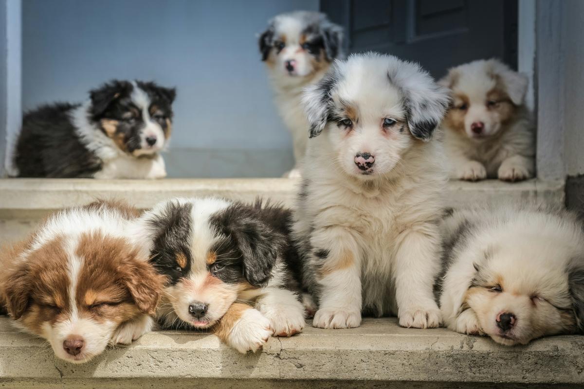 Start training them young: you can start socializing them when they’re puppies. (Jametlene Reskp/Unsplash)