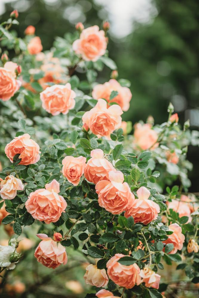 Roses are one of the most commonly cultivated flowers worldwide, due to their beauty, fragrance, and symbolism. (MaryShutterstock/Shutterstock)
