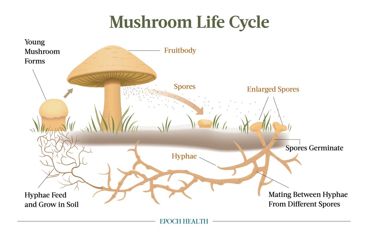 (Illustration by The Epoch Times, Shutterstock)