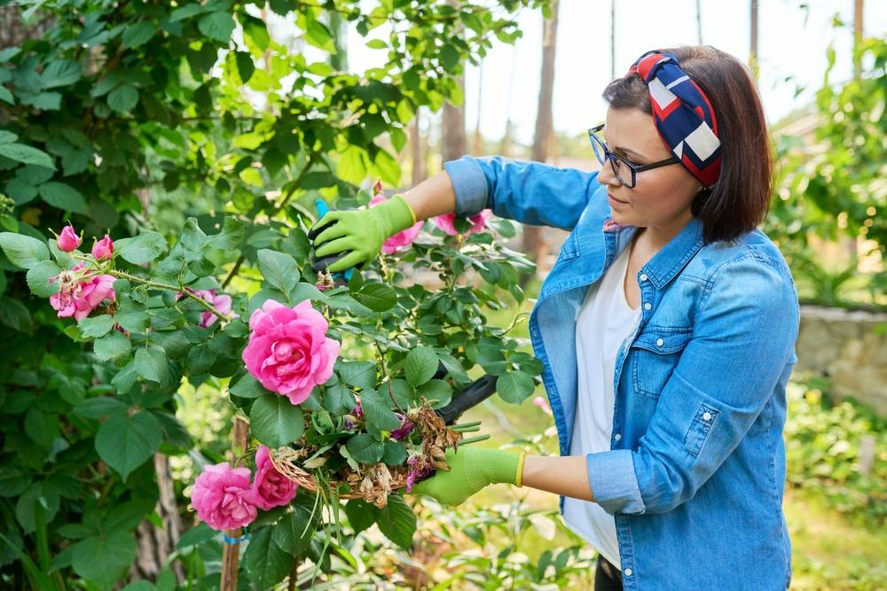 Regular pruning maintains the health and shape of garden roses, promoting better air circulation and reducing the risk of diseases. (VH-studio/Shutterstock)