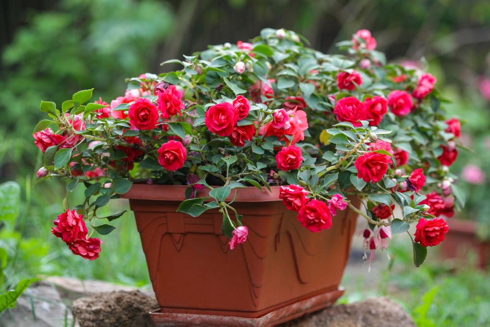 Roses can be kept in pots and easily moved around the property for the best positioning. (Klever_ok/Shutterstock)