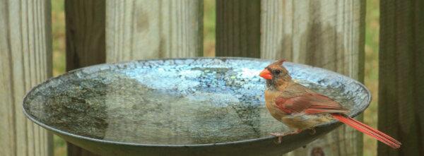 Get a Jump-Start on Managing Plant Pests