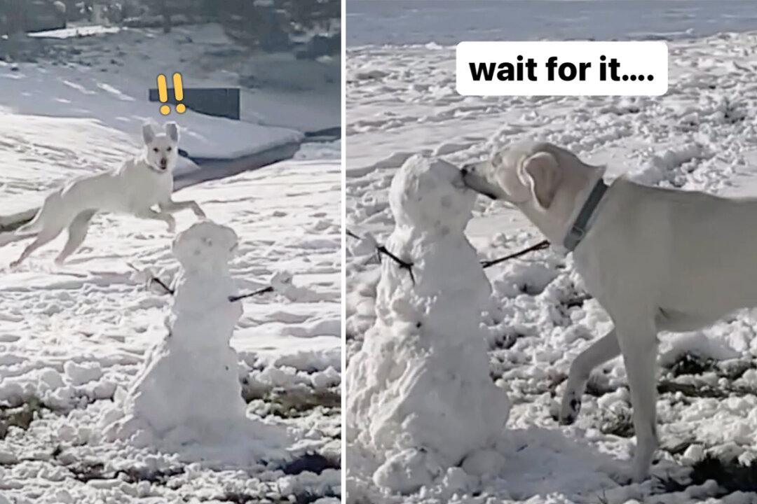 Funny Video: Surprised Dog Sees Snowman for the First Time—Her Response Is Hilarious
