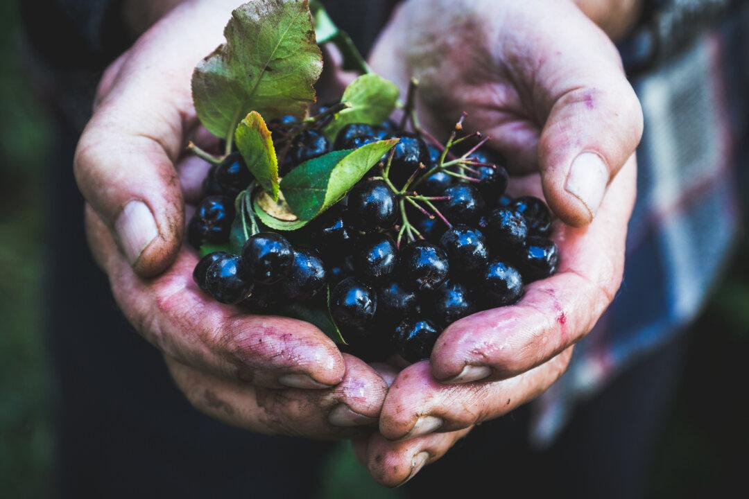 Chokeberries: An Unexpected Superfood and Ally Against Cancer