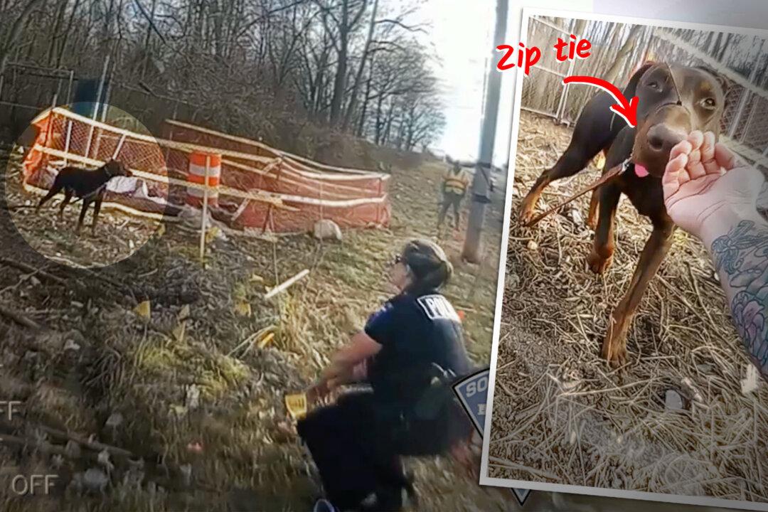 VIDEO: Stray Doberman Seen Muzzled With Zip Tie, Loose in Neighborhood—Then Officer Does This