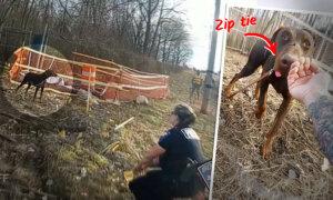 VIDEO: Stray Doberman Seen Muzzled With Zip Tie, Loose in Neighborhood—Then Officer Does This