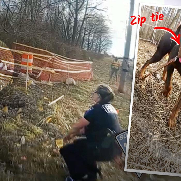 VIDEO: Stray Doberman Seen Muzzled With Zip Tie, Loose in Neighborhood—Then Officer Does This