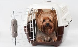 How to Travel With Your Pet Responsibly
