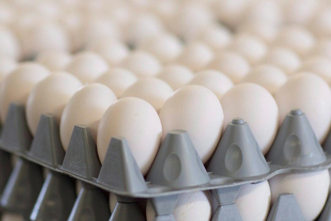 4 Egg Brands Recalled in Saskatchewan Due to Possible Salmonella Contamination