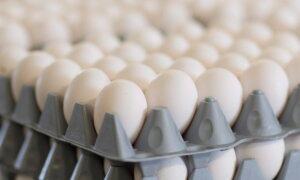 4 Egg Brands Recalled in Saskatchewan Due to Possible Salmonella Contamination