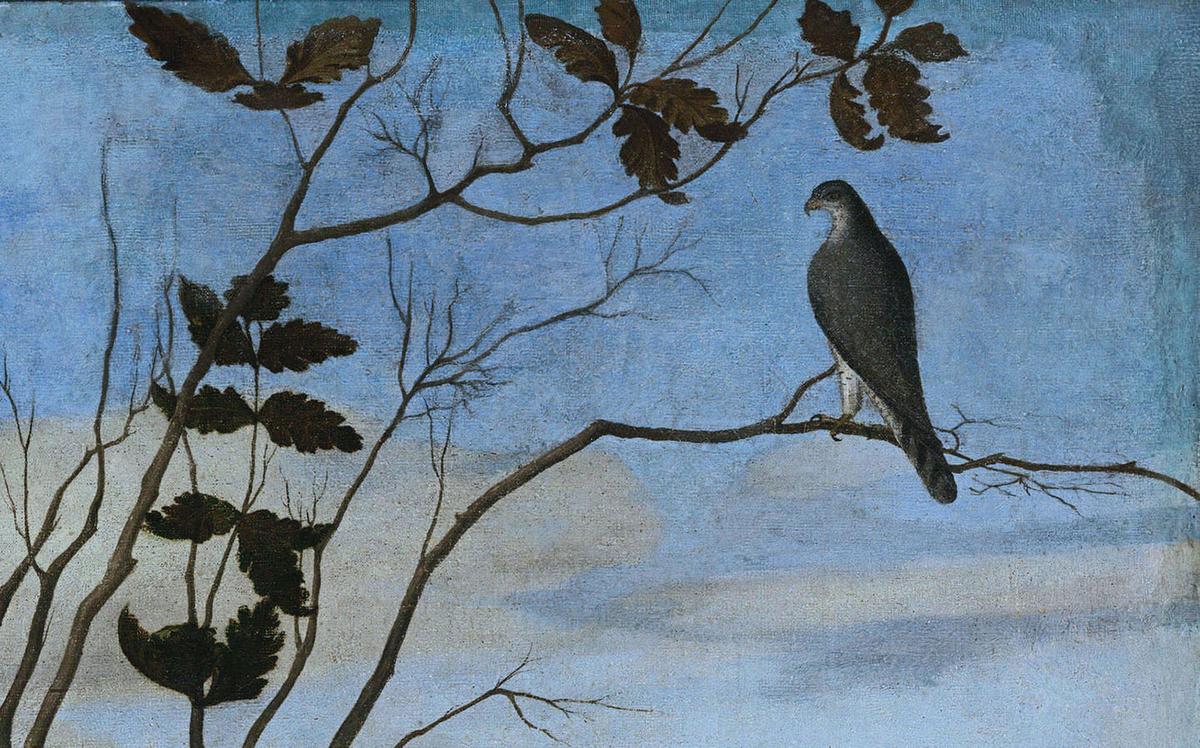 A detail of the falcon from "Young Knight in a Landscape," circa 1505, by Vittore Carpaccio. (Public Domain)