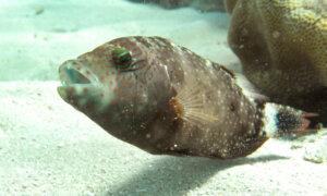 Scientists Make Splash as Native Fish Risk Going Under