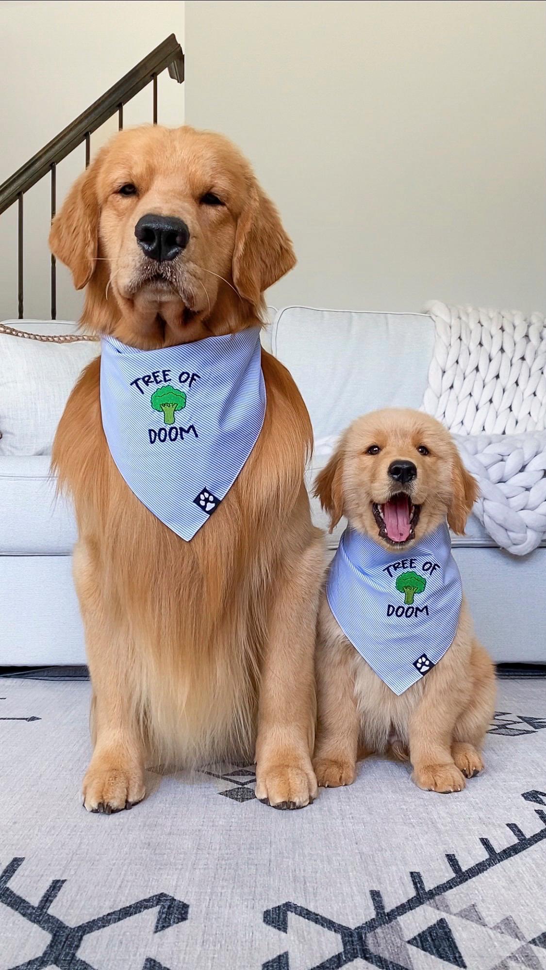 Tucker and puppy Todd. Ms. Budzyn says Tucker hates eating broccoli, “the tree of doom.” (Courtesy of Courtney Budzyn)