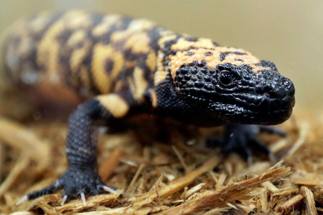 Colorado Man Dies After Bite From Pet Gila Monster