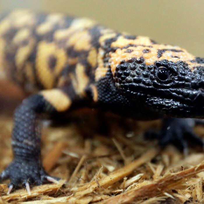 Colorado Man Dies After Bite From Pet Gila Monster