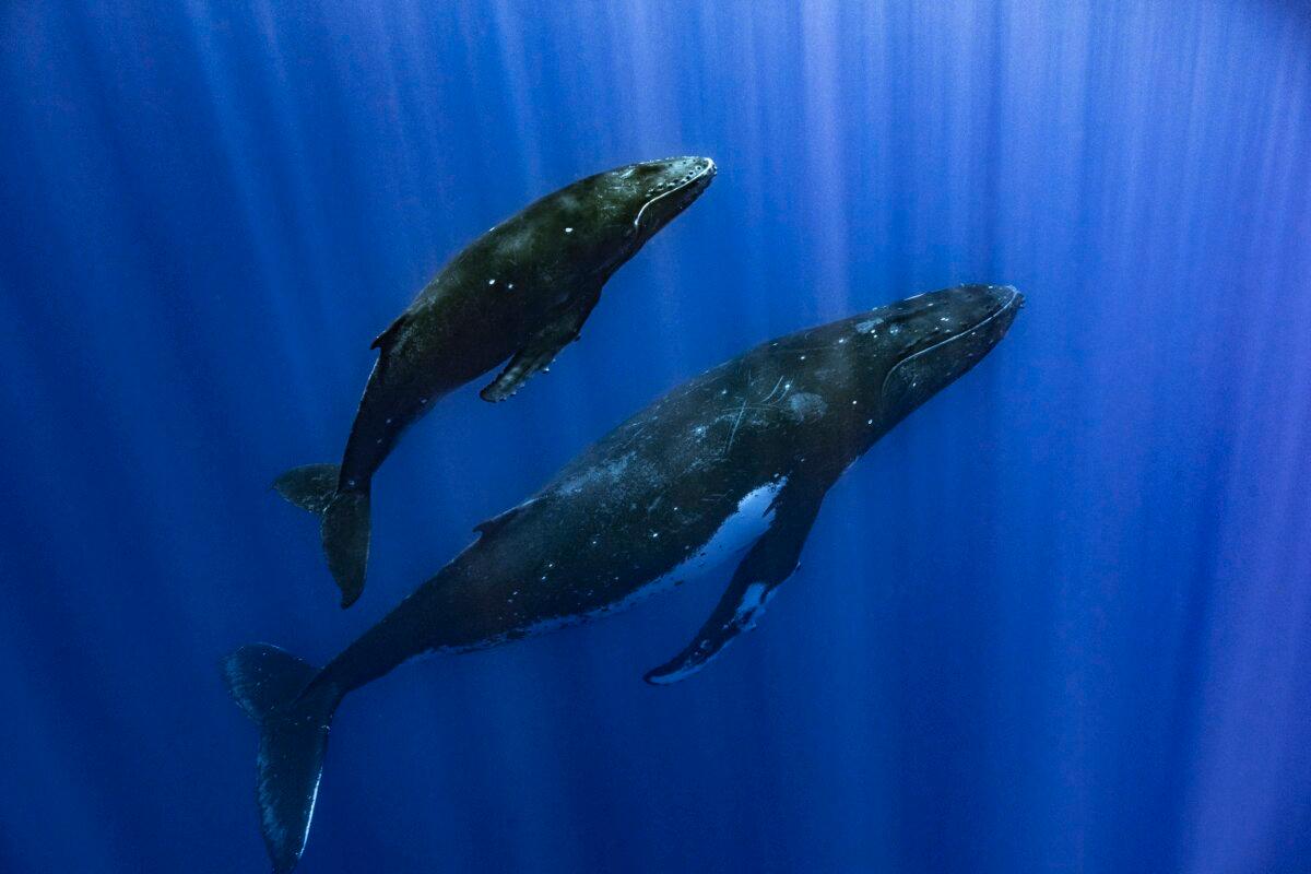 A humpback whale and her calf in Papeete, French Polynesia, in September 2022. (Samuel Lam via AP)