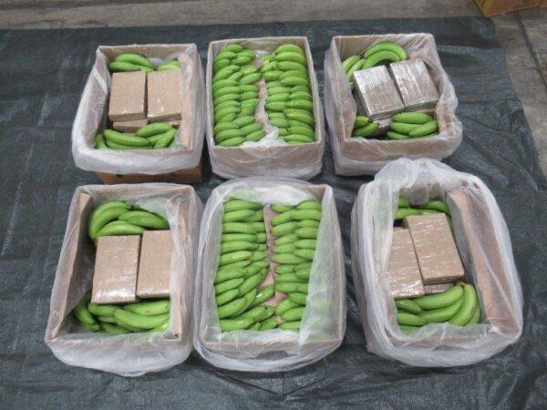 Cocaine—hidden in a consignment of bananas from South America—which was found at the port of Southampton, England, on Feb. 8, 2024. (UK Border Force)