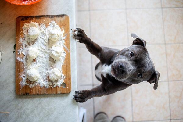 Keep Bread Dough Away From Dog