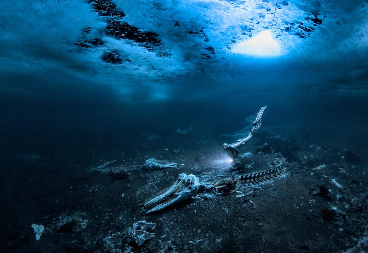"Whale Bones." (©Alex Dawson/UPY 2024)