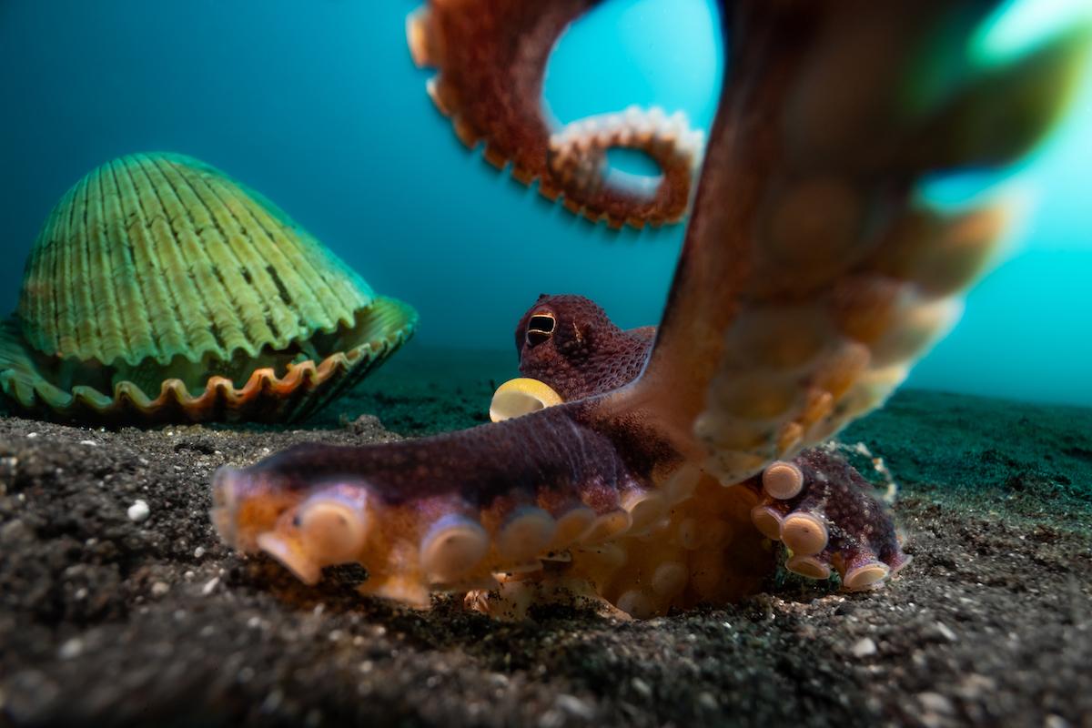 "Octopus Attack." (©Enrico Somogyi/UPY 2024)