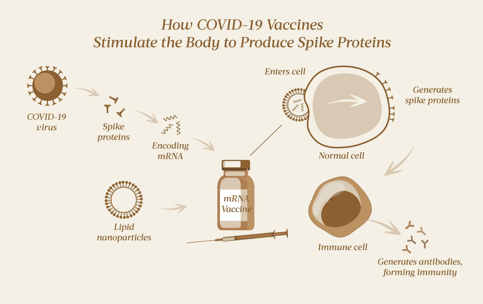 Les vaccins ARNm de COVID-19 induisent l'organisme à fabriquer des protéines de pointe, qui stimulent ensuite le système immunitaire de l'organisme à générer une immunité.