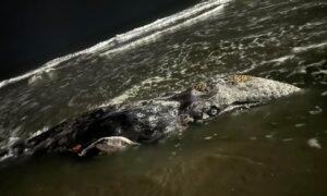 Young Gray Whale Washes Ashore in Malibu