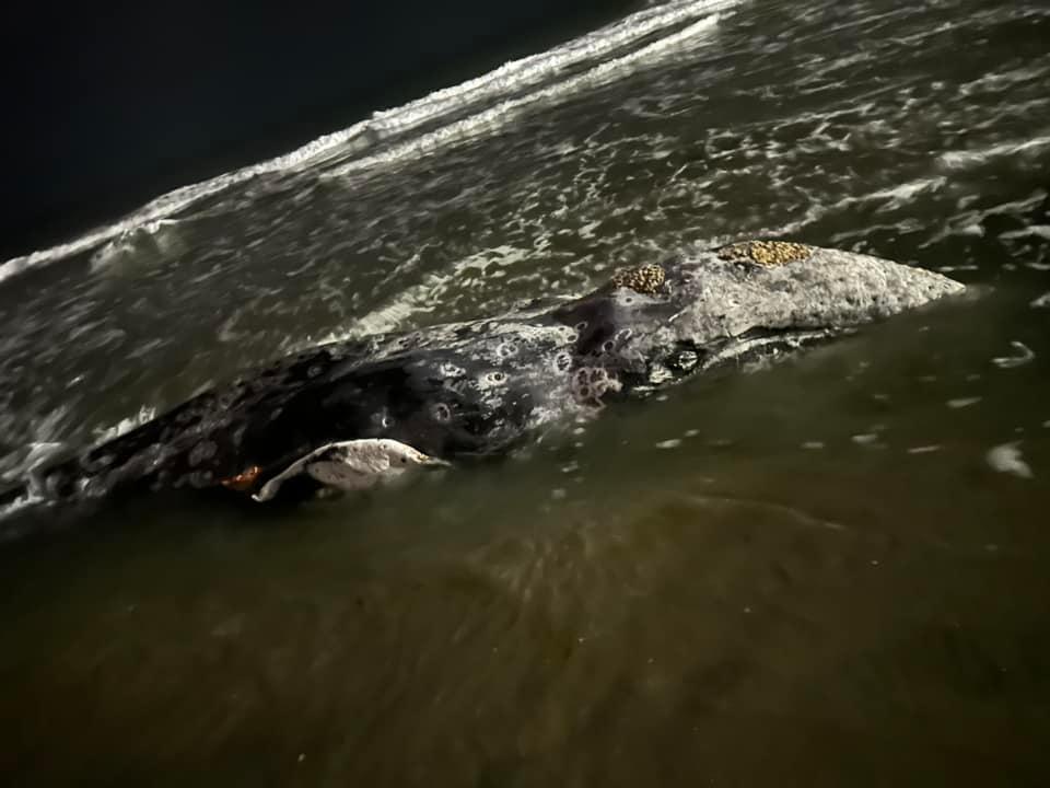 Young Gray Whale Washed Ashore in La Jolla Dies