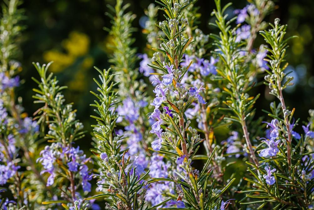 A few aromatic herbs will go a long way in beautifying the backyard. (nnattalli/Shutterstock)