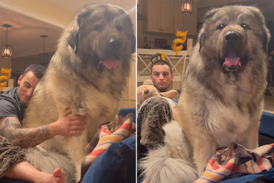 VIDEO: Giant 200-Pound Rare Caucasian Ovcharka Insists That He’s a Lap Dog—And It’s Adorable