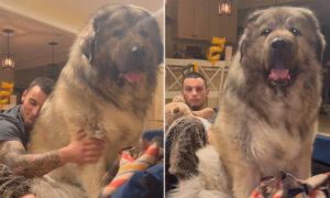 VIDEO: Giant 200-Pound Rare Caucasian Ovcharka Insists That He’s a Lap Dog—And It’s Adorable