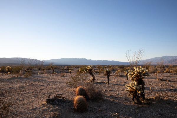 Ocotillo, cholla, creosote and other desert plants grow in Anza-Borrego Desert State Park on March 8, 2022, in Borrego Springs, California. (Ana Ramirez/The San Diego Union-Tribune/TNS)
