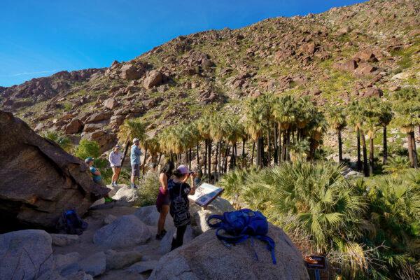 Many hikers on the Palm Canyon trail at Anza Borrego Desert State Park got an early start on the trailhead on April 8, 2023. The desert wild flowers are the annual attraction for visitors to enjoy short hikes and camping stays in the park. (Nelvin C. Cepeda/The San Diego Union-Tribune/TNS)