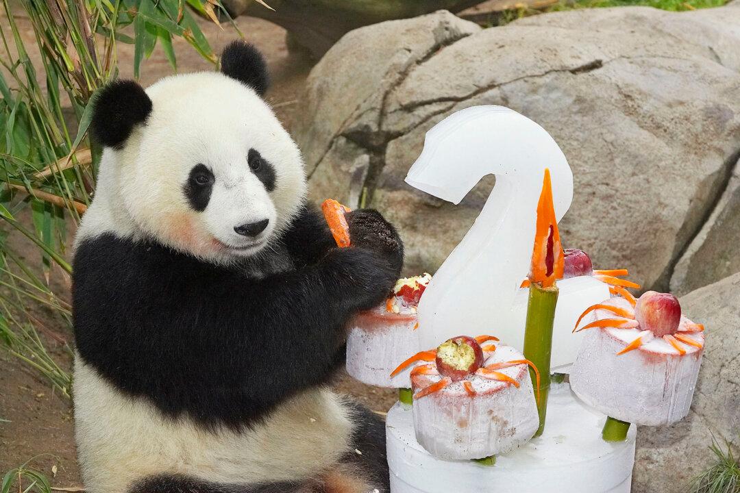 Communist Chinese Panda Diplomacy Returns to San Diego Zoo