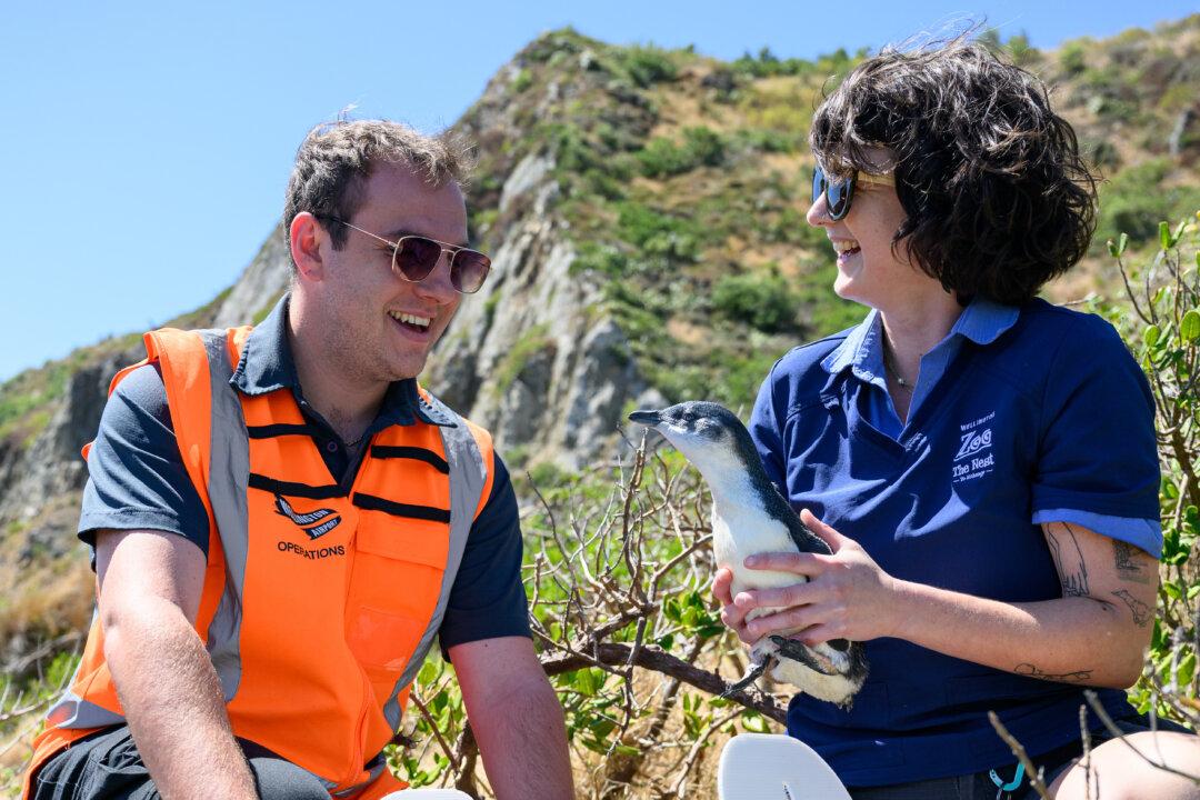 Penguin That Stopped Flights From Leaving NZ Released Back Into the Wild